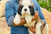 IMPORTED SAINT BERNARD PUPPY