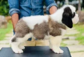 IMPORTED SAINT BERNARD PUPPY