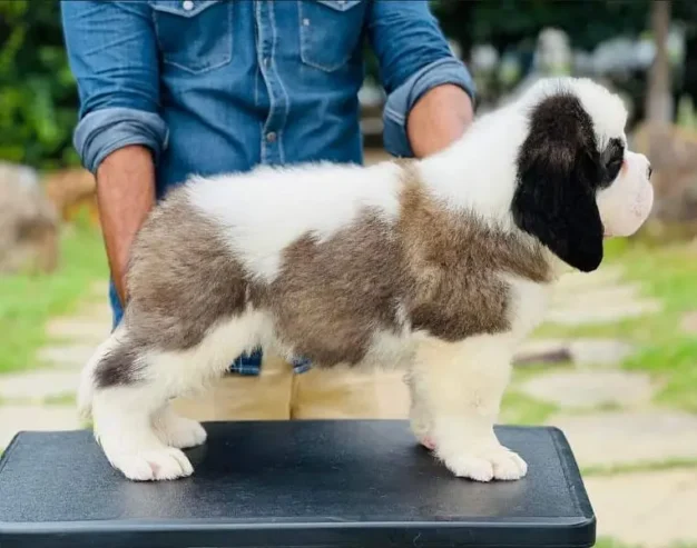 IMPORTED SAINT BERNARD PUPPY