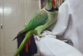 Raw Parrot Male