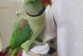 Raw Parrot Male