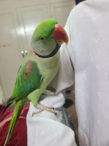 Raw Parrot Male