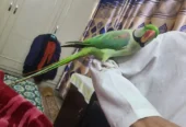 Raw Parrot Male