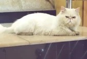 piki face Persian male is for sale in faisalabad. and for ma