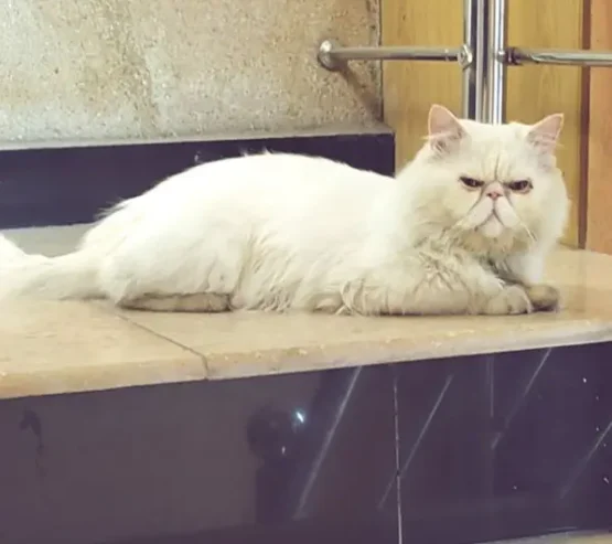 piki face Persian male is for sale in faisalabad. and for ma