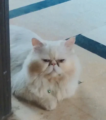 piki face Persian male is for sale in faisalabad. and for ma