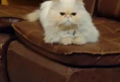 piki face Persian male is for sale in faisalabad. and for ma