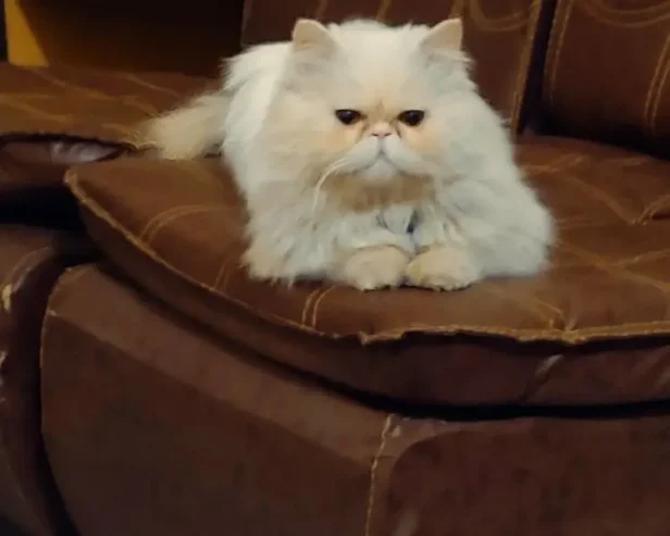 piki face Persian male is for sale in faisalabad. and for ma