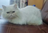 piki face Persian male is for sale in faisalabad. and for ma