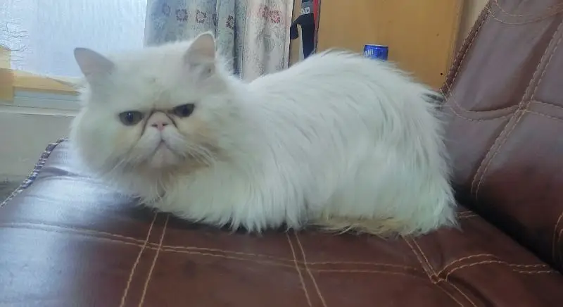 piki face Persian male is for sale in faisalabad. and for ma